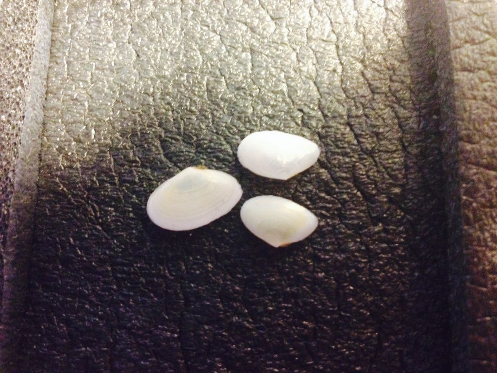 Bivalvi da determinare